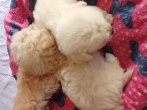 Bichoni Maltezi  - imagine 3 Bichoni Maltezi  - imagine 3