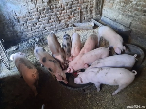 purcelusi 11 saptamani