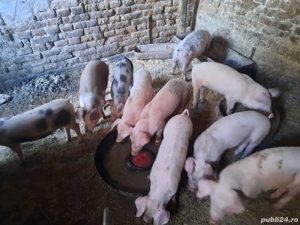 purcelusi 11 saptamani - imagine 2