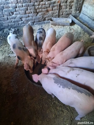 purcelusi 11 saptamani - imagine 4