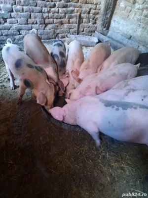 purcelusi 11 saptamani - imagine 3