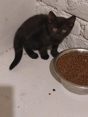 torcacios in cautare de mamica