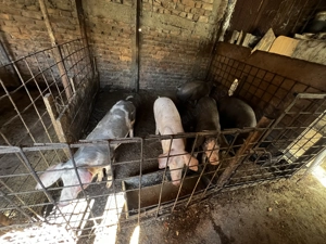 Vând purcei între 25 -50kg 