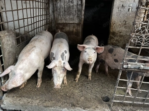 Vând purcei între 25 -50kg  - imagine 3