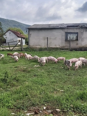 Vând purcei între 2 și 4 luni - imagine 2 Vând purcei între 2 și 4 luni - imagine 2