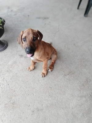 Rodeshian  - imagine 2