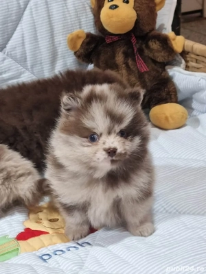 Asigur transport !!! Pui Pomeranian Merle Ciocolatiu !!!