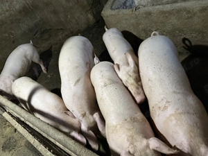 Soldani de carne  - imagine 3 Soldani de carne  - imagine 3