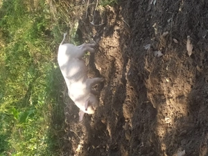 Vand purcei! 10saptamani - imagine 2