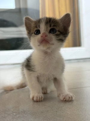 Două surioare își caută o familie împreună!