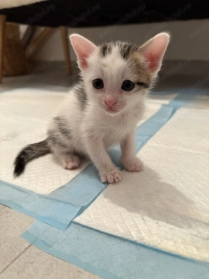 Două surioare își caută o familie împreună! - imagine 2