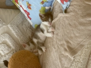 Două surioare își caută o familie împreună! - imagine 4