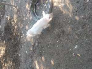 Vand purcei! 10saptamani - imagine 3