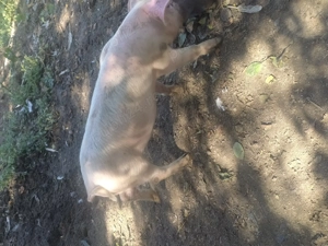 Vand purcei! 10saptamani - imagine 4