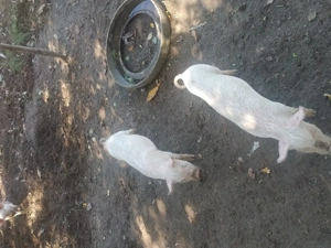 Vand purcei! 10saptamani - imagine 5