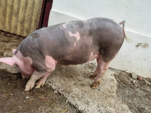 De Vânzare  - imagine 2 De Vânzare  - imagine 2