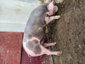 De Vânzare  - imagine 4 De Vânzare  - imagine 4