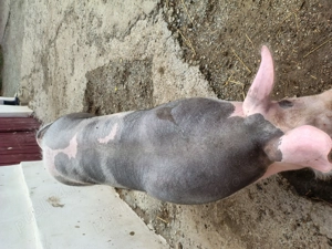 De Vânzare  - imagine 3 De Vânzare  - imagine 3