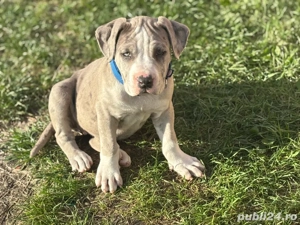 American bully xL tricolor merle blue 