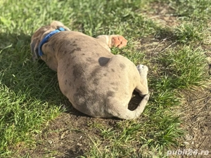 American bully xL tricolor merle blue  - imagine 2