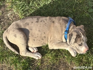American bully xL tricolor merle blue  - imagine 3