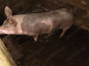 De vânzare  - imagine 2