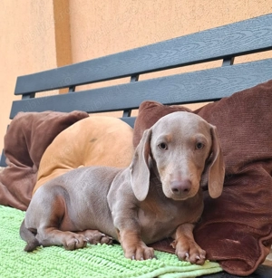 Cățeluși Teckel rasă pură