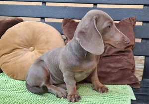 Cățeluși Teckel rasă pură  - imagine 5