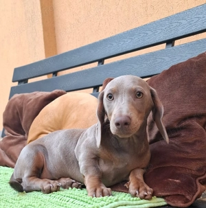 Cățeluși Teckel rasă pură  - imagine 2