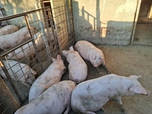 Porci,calitate superioara,crescuți 100%natural!