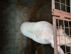 Animale domestice - imagine 3