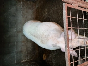 Animale domestice - imagine 2