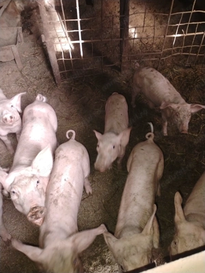 Purcei de vanzare - imagine 3