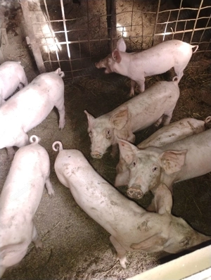 Purcei de vanzare - imagine 2