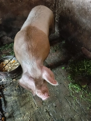 Șoldană de vânzare - imagine 2 Șoldană de vânzare - imagine 2