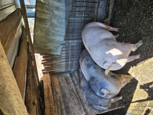 Porci de vanzare - imagine 2