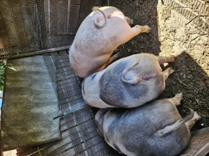 Porci de vanzare - imagine 3