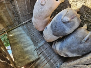 Porci de vanzare - imagine 4