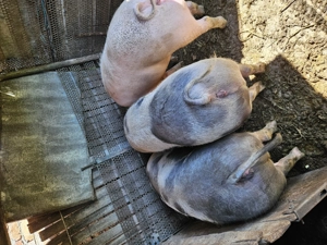 Porci de vanzare - imagine 5