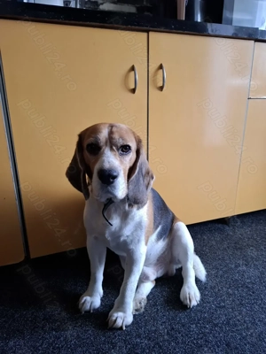 Vând cătel Beagle Tricolor
