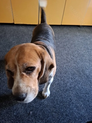 Vând cătel Beagle Tricolor - imagine 2