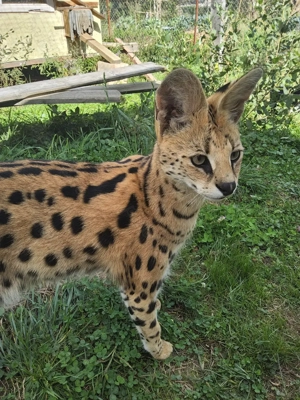 Pisici rasa serval - imagine 2 Pisici rasa serval - imagine 2