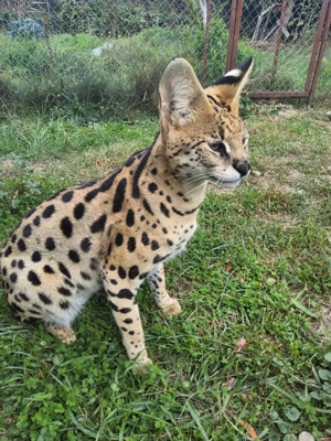 Pisici rasa serval - imagine 3 Pisici rasa serval - imagine 3