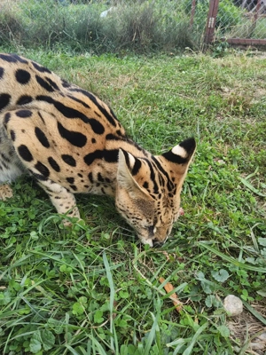 Pisici rasa serval - imagine 4 Pisici rasa serval - imagine 4