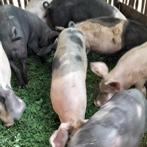 8 purcei de 5 luni, crescuti la curte in Sincai-Fanate, Mures