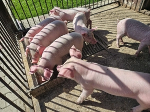 Vând purcei 7 săptămâni 