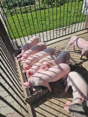 Vând purcei 7 săptămâni  - imagine 4