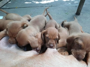  Pui vizsla maghiara de vanzare