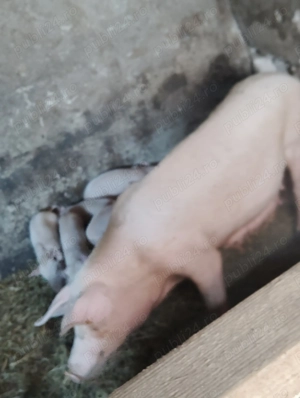 Purcea cu purcei 3700 lei - imagine 3 Purcea cu purcei 3700 lei - imagine 3