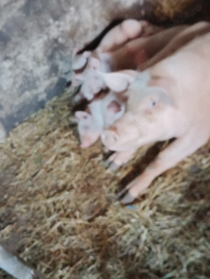 Purcea cu purcei 3700 lei